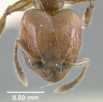 Media type: image;   Entomology 20751 Aspect: head frontal view